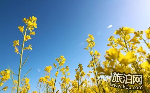 青海湖油菜花什么时候开 青海湖油菜花攻略