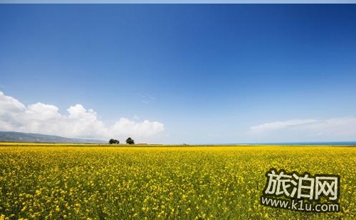 2018罗平油菜花节时间+交通+门票