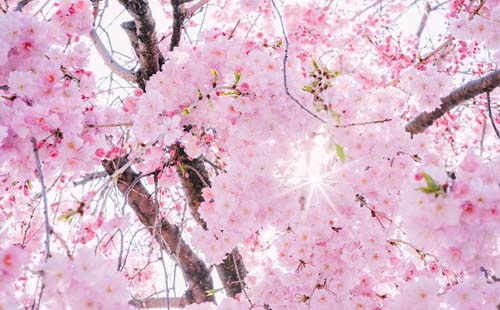 2018南山植物园?；ń诰侔焓奔?门票价格+交通攻略