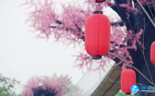 无锡?；ń谑裁词焙?2018无锡樱花节攻略地点+交通+门票