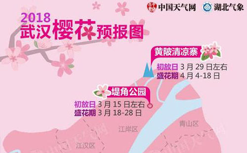 2018武大樱花开放时间是什么时候