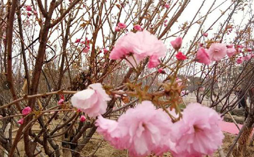 2018深圳鹏城?；ń诿牌奔鄹?时间+地点