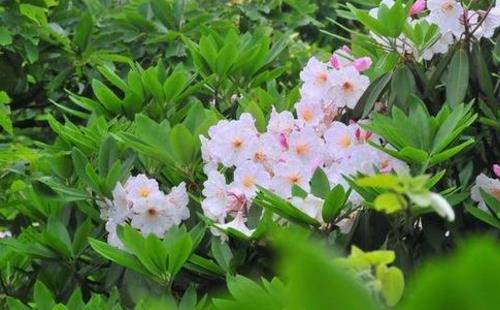 杭州看花的地方有哪些 杭州周边看花海的地方推荐