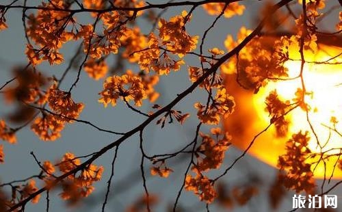 武大樱花夜晚可以看吗 武大夜晚赏樱攻略