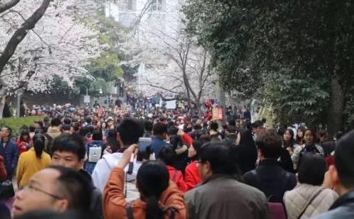 武大?；ㄔぴ疾簧?武大樱花门票有没有黄牛