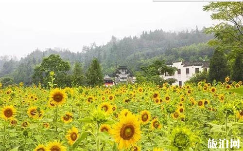 2018年安徽西递向日葵8月盛开