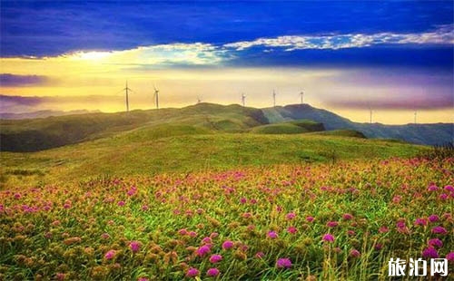 贵州韭菜坪花期是什么时候