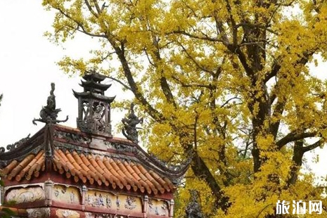 成都周边有银杏的地方推荐