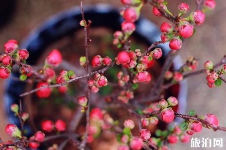 佛山迎春花市 2019佛山迎春花市时间+地点+交通管制