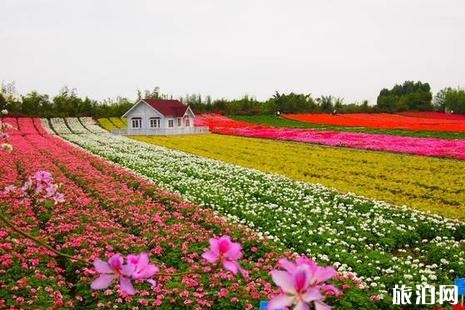 深圳踏青赏花好去处 深圳周末去哪里玩