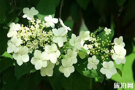 扬州瘦西湖赏花指南 花种+花期