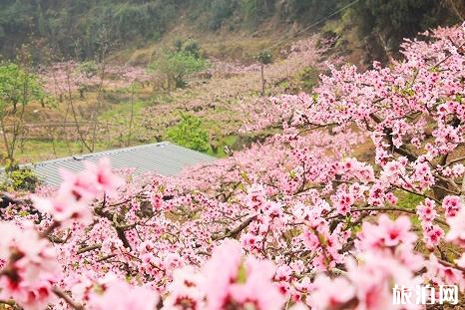 2019北京香山公园赏花攻略