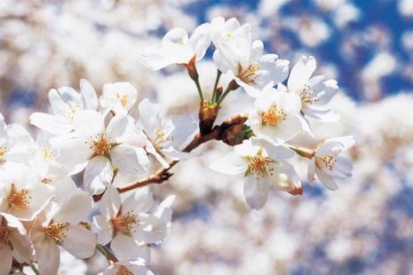 崇明樱花节2019时间+地点+票价 鲜花港郁金香展票价