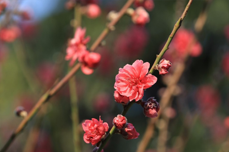 广州周边春季赏花去什么地方好 广州赏花去哪