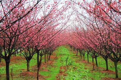 南昌凤凰沟樱花开时间 2019南昌凤凰沟樱花节地址+时间