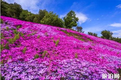 东藻琴芝樱公园在哪里+游玩攻略