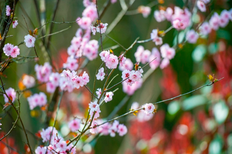 南京樱花几月份开 2019南京樱花节举办地址+票价