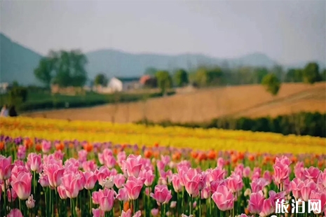 2019巢湖半汤郁金香节2月28日 附活动时间安排