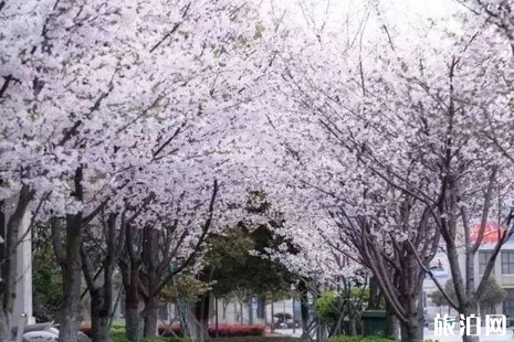 舟山赏花地方攻略