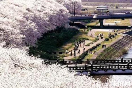 日本五一还有樱花吗 2019北海道樱花攻略
