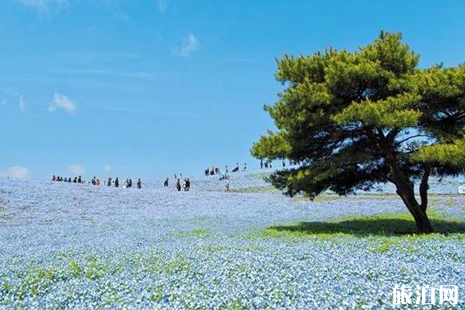国营常陆海滨公园怎么样 国营常陆海滨公园粉蝶花攻略