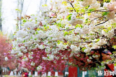 2019北京工业大学耿丹学院樱花节攻略