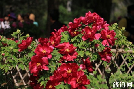 北京植物园牡丹花花期 北京植物园牡丹花观赏指南