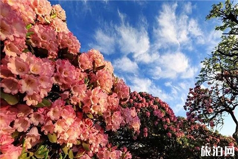 重庆武隆赏杜鹃花的地方推荐