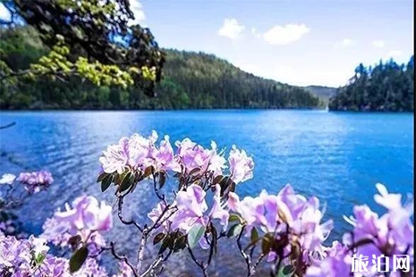 云南迪庆州杜鹃花 花期+地点