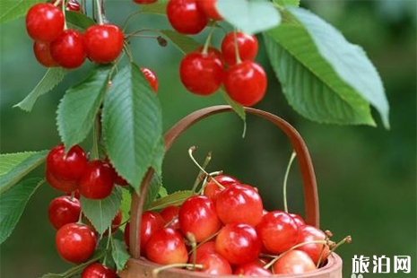 2019青岛崂山北宅樱桃节5月15日开启 附活动攻略