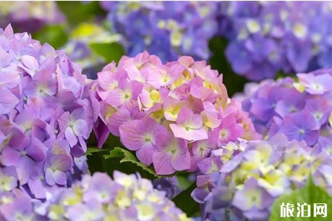 2019京都紫阳花什么时候开 京都六月紫阳花观赏攻略