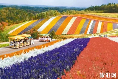 日本北海道花田6月推荐