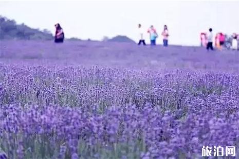 咸宁市香妃薰衣草基地游玩攻略