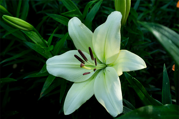 2019红叶谷景区第12届百合花花节观赏指南
