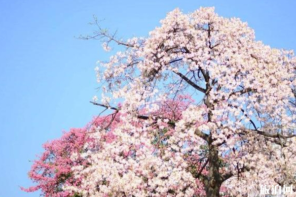 广州秋季赏花攻略