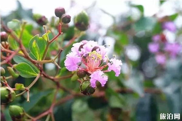 滨湖秋季赏花地点推荐