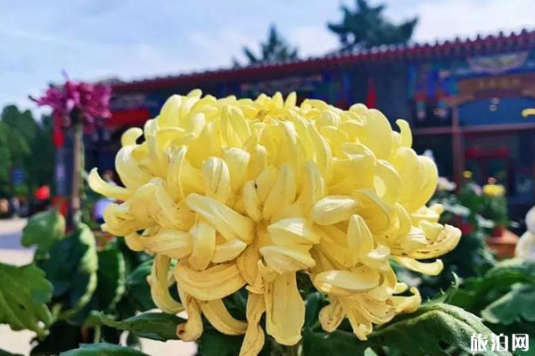 2019山海关菊花文化节时间+地点+活动介绍