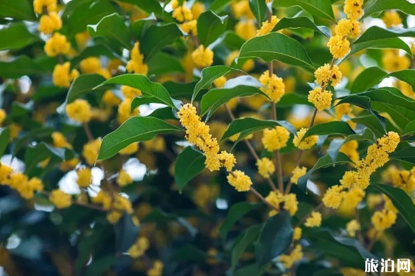 重庆桂花赏花地点推荐