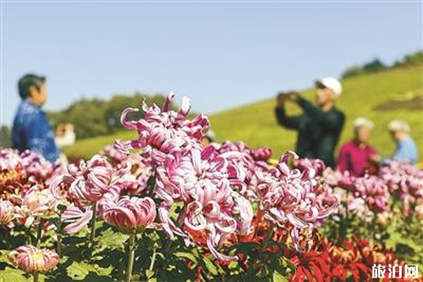 2019沈阳世博园菊花展时间+门票+地点+介绍