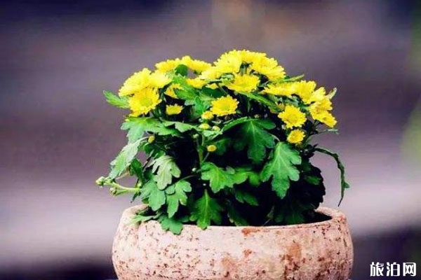 2019河南菊花节在哪个城市+是什么时候+亮点