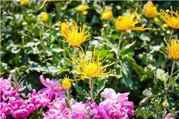 郑州园博园国庆节门票+活动内容+菊花展2019