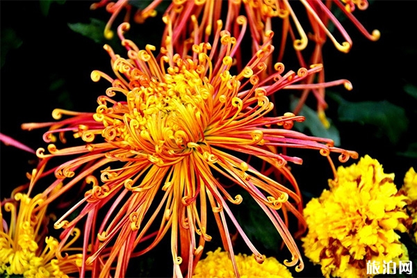 太原国庆活动内容2019 菊花展+盆景艺术节+文化活动