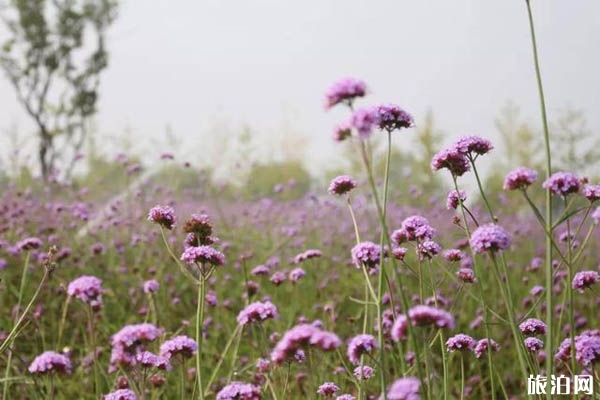 2019泰山天颐湖菊花展活动安排
