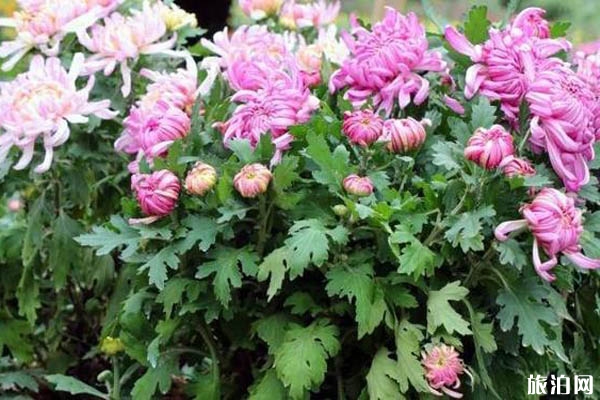 2019绍兴菊花展地址在哪里+时间+交通+活动介绍