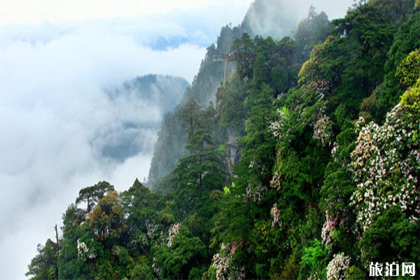 杜鹃山