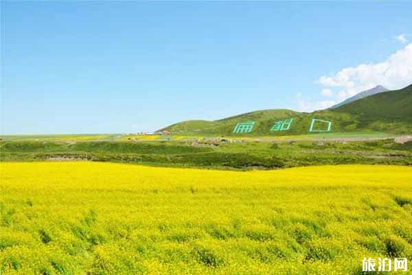 祁连山油菜花每年都几月开 祁连山油菜花怎么样