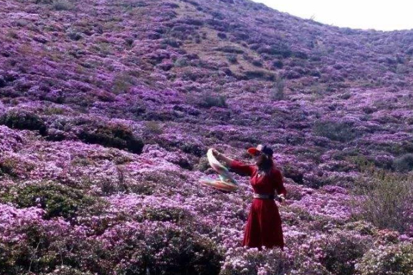 马鹿塘杜鹃花景区