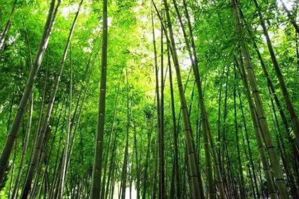 绿竹风情园