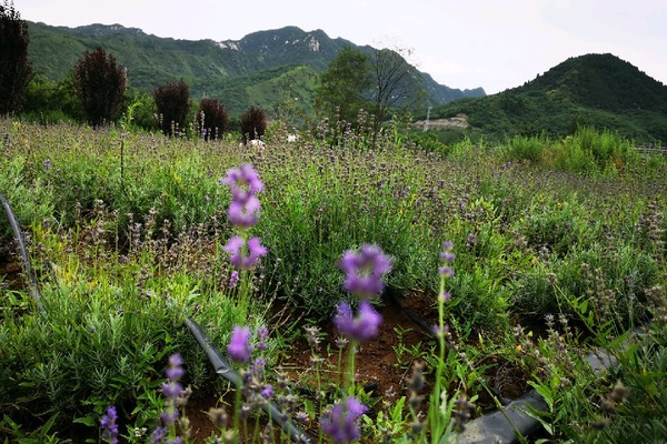 天留山森林公园