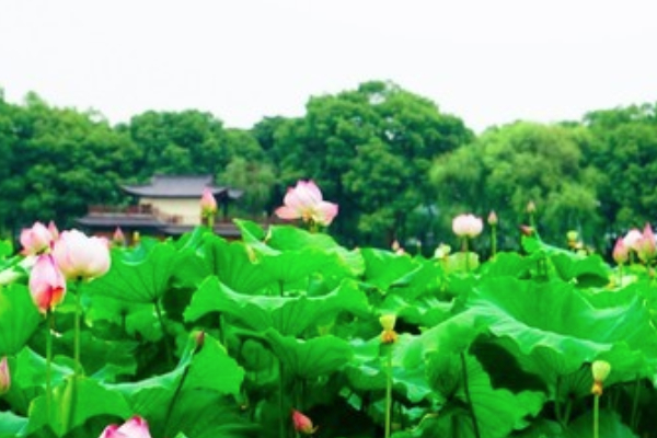 曲院风荷